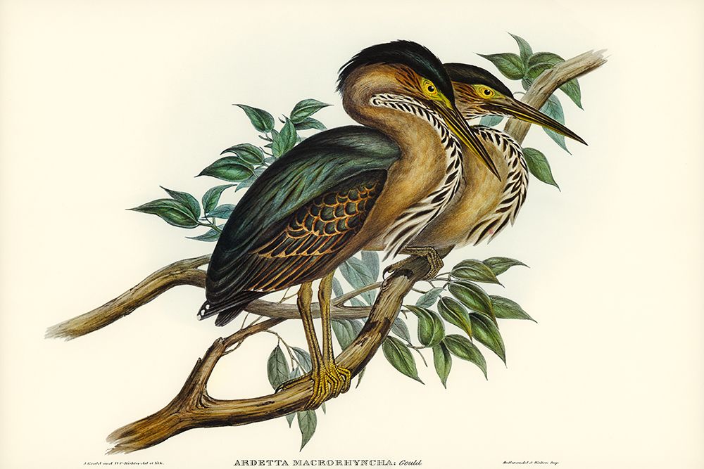 Thick-billed Green Bittern-Ardetta macrorhyncha art print by John Gould for $57.95 CAD
