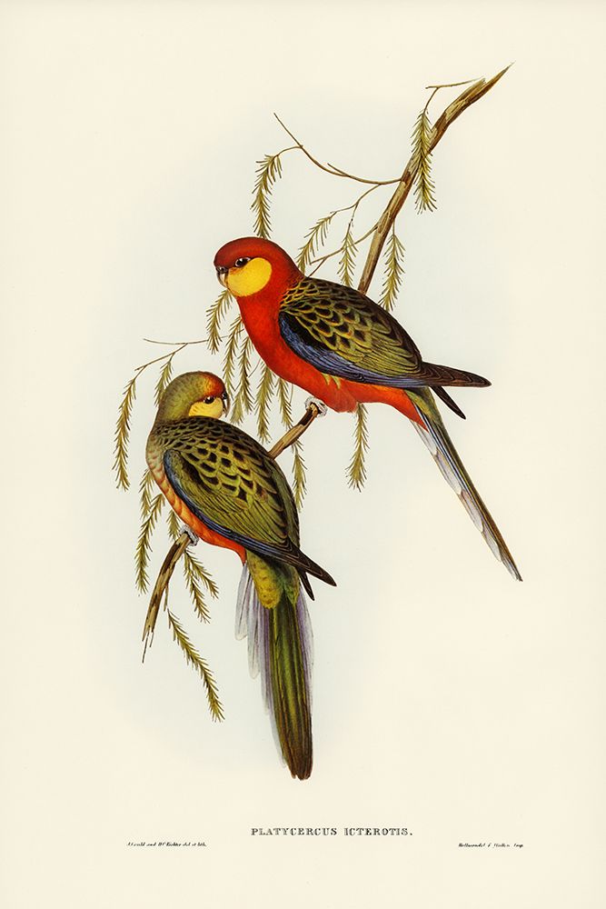 The Earl of Derbys Parrakeet-Platycercus icterotis art print by John Gould for $57.95 CAD
