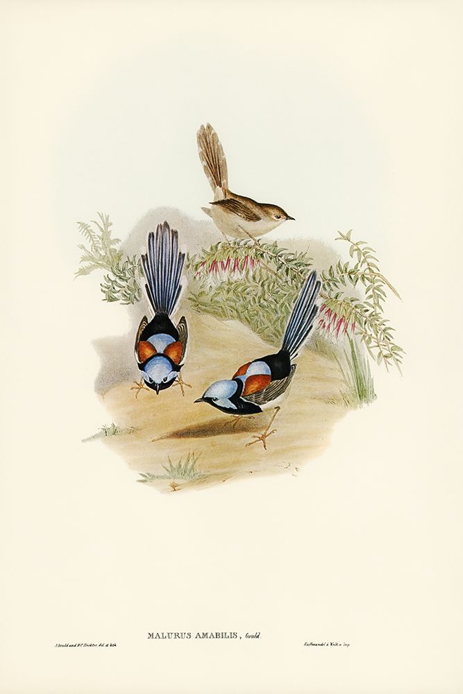 Lovely Wren-Malurus amabilis art print by John Gould for $57.95 CAD