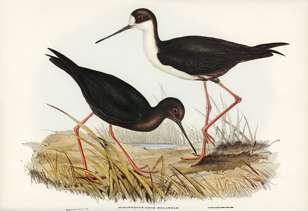 New Zealand Stilt-Himantopus Novae-Zelandiae art print by John Gould for $57.95 CAD