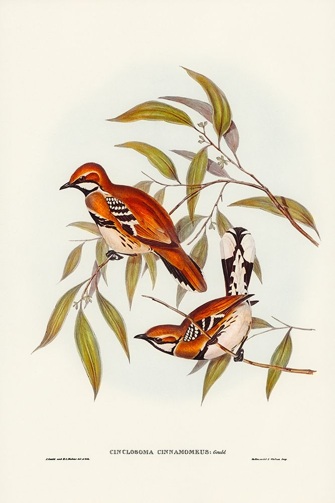 Cinnamon-coloured Cinclosoma-Cinclosoma cinnamomeus art print by John Gould for $57.95 CAD
