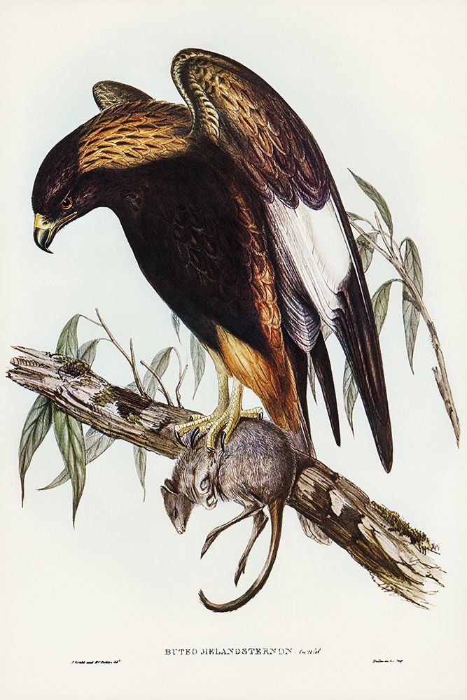Black-Breasted Buzzard-Buteo melanosternon art print by John Gould for $57.95 CAD