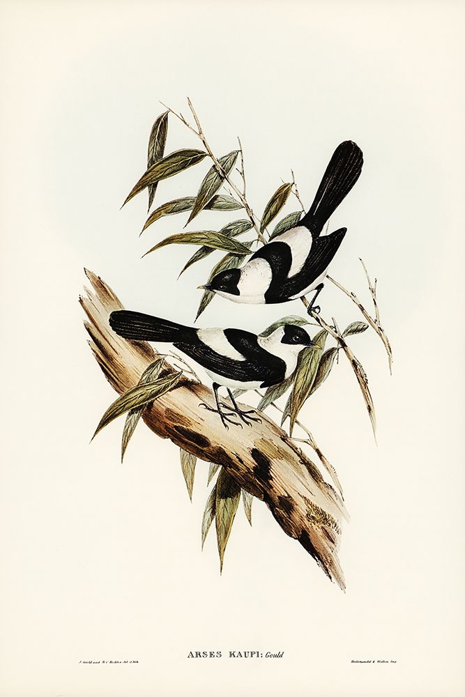 Kaups Flycatcher-Arses Kaupi art print by John Gould for $57.95 CAD
