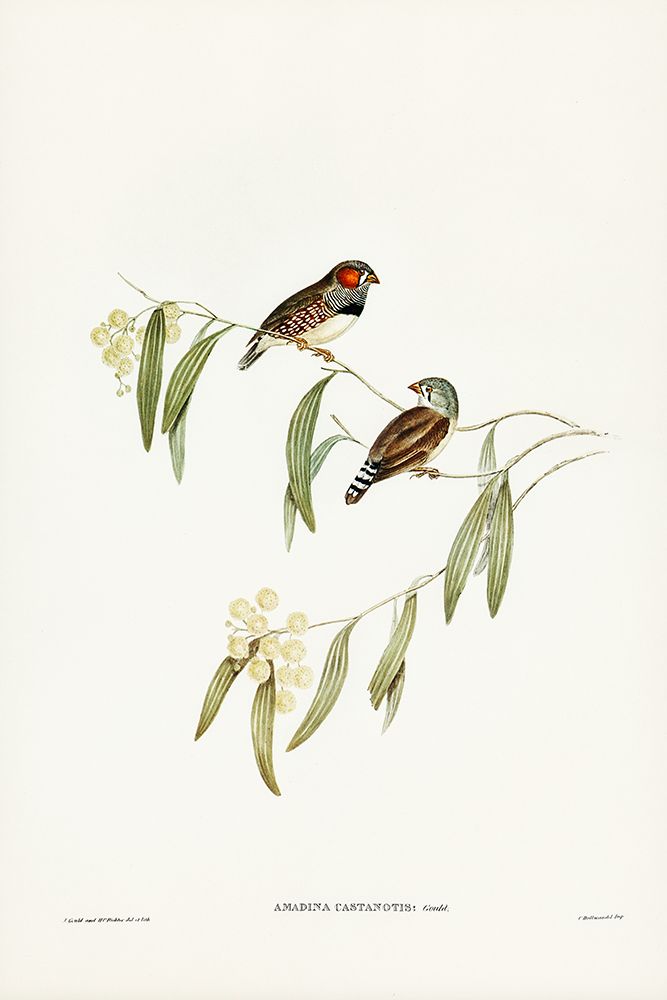 Chestnut-eared Finch-Amadina castanotis art print by John Gould for $57.95 CAD