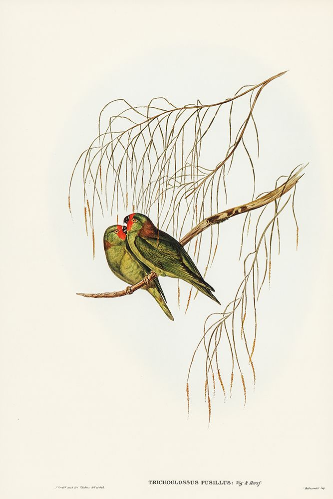 Little Lorikeet-Trichoglossus pusillus art print by John Gould for $57.95 CAD