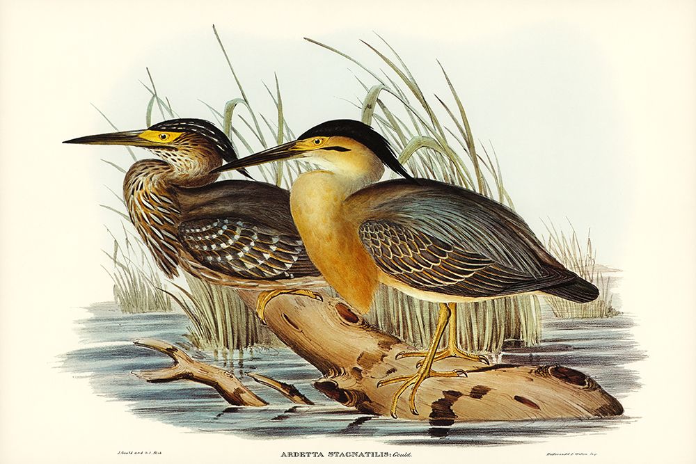 Little Grey Bittern-Ardetta stagnatilis art print by John Gould for $57.95 CAD