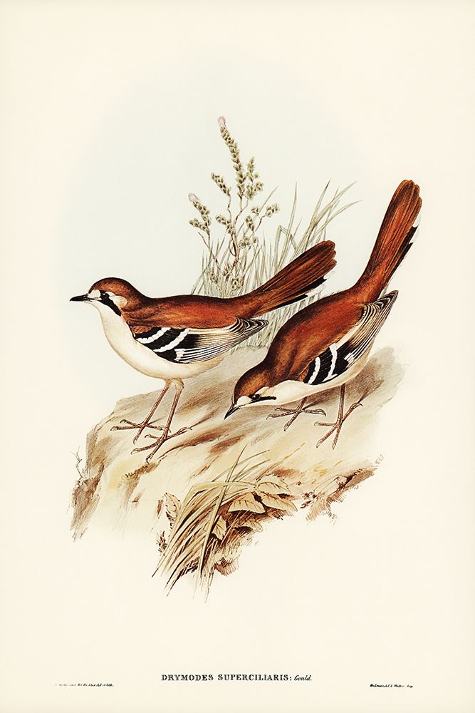 Eastern Scrub-Robin-Drymodes superciliaris art print by John Gould for $57.95 CAD