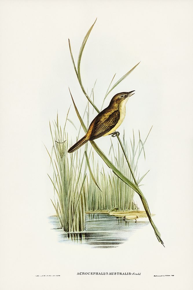 Reed Warbler-Acrocephalus Australis art print by John Gould for $57.95 CAD