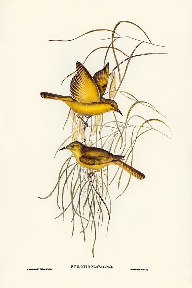 Yellow Honey-eater-Ptilotis flava art print by John Gould for $57.95 CAD