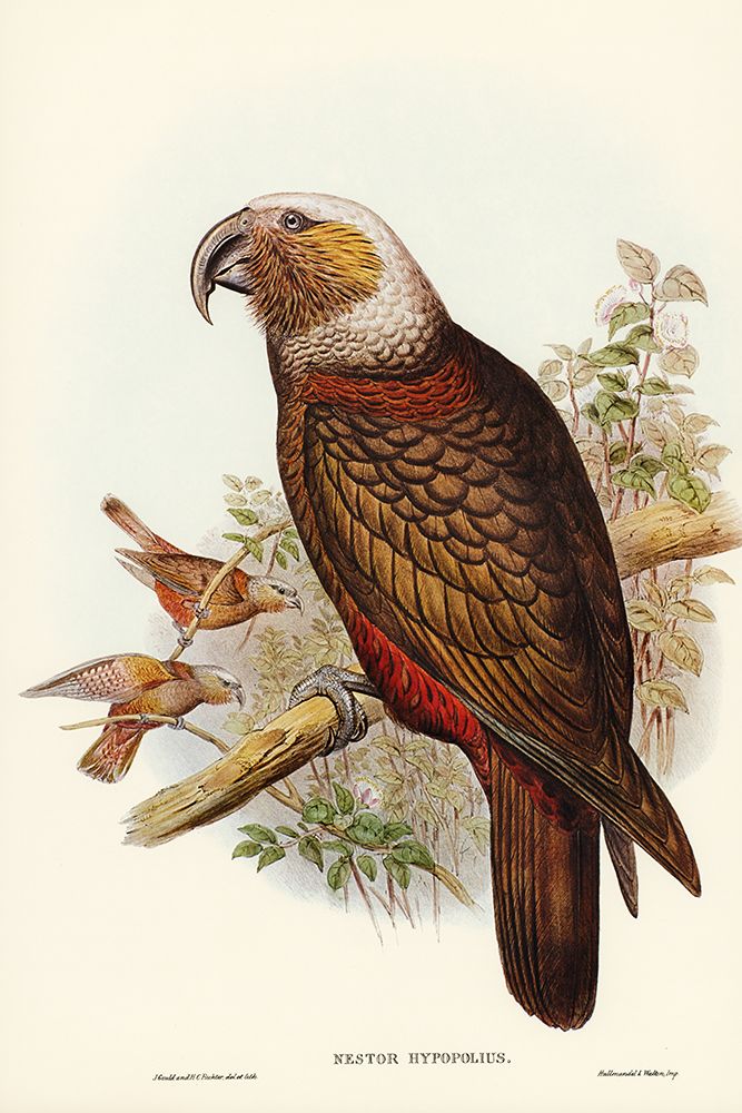 Ka-ka Parrot-Nestor hypopolius art print by John Gould for $57.95 CAD