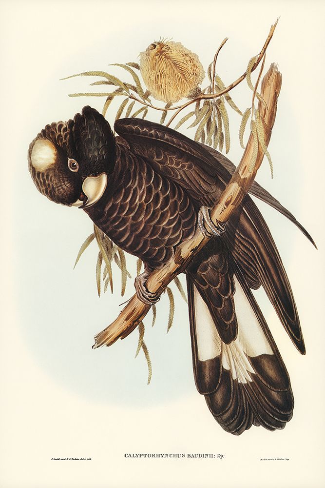 Baudins Cockatoo-Calyptorhynchus Baudinii art print by John Gould for $57.95 CAD