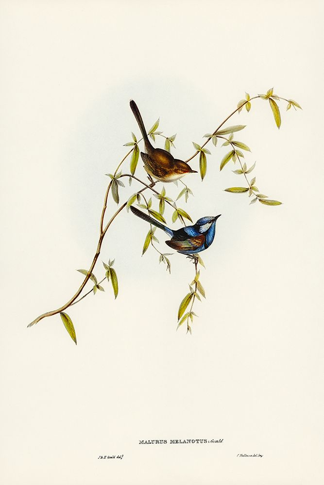 Black-backed Wren-Malurus melanotus art print by John Gould for $57.95 CAD