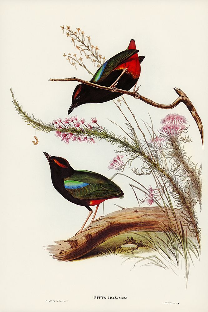 Rainbow Pitta-Pitta Iris art print by John Gould for $57.95 CAD