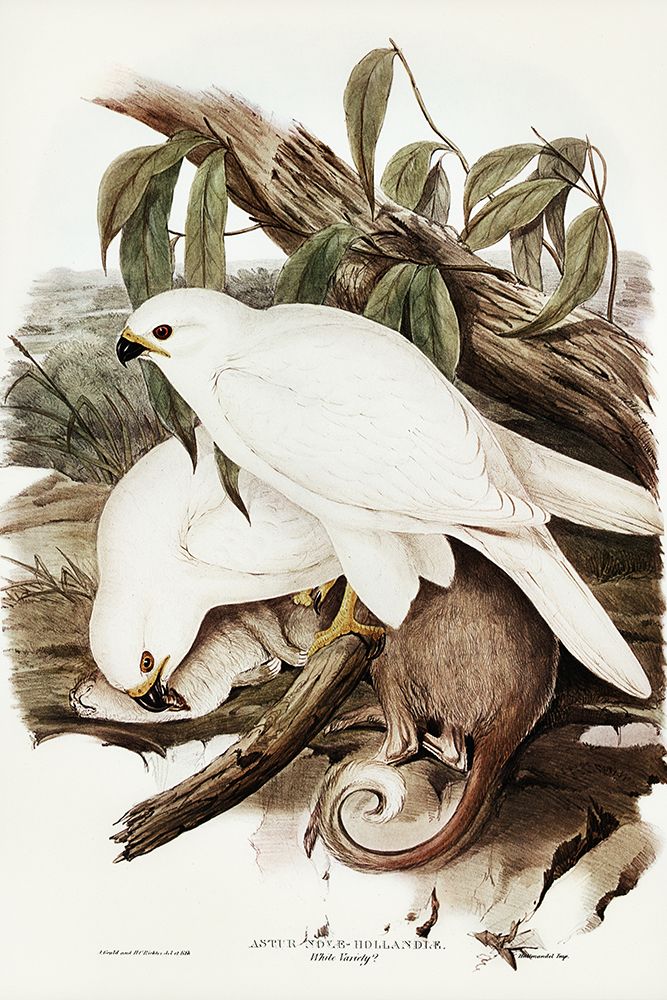 White Goshawk-Astur Nova-Hollandix-albino art print by John Gould for $57.95 CAD