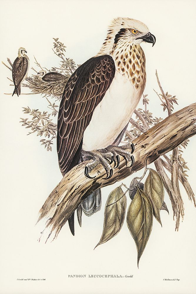 White-headed Osprey-Pandion leucocephalus art print by John Gould for $57.95 CAD