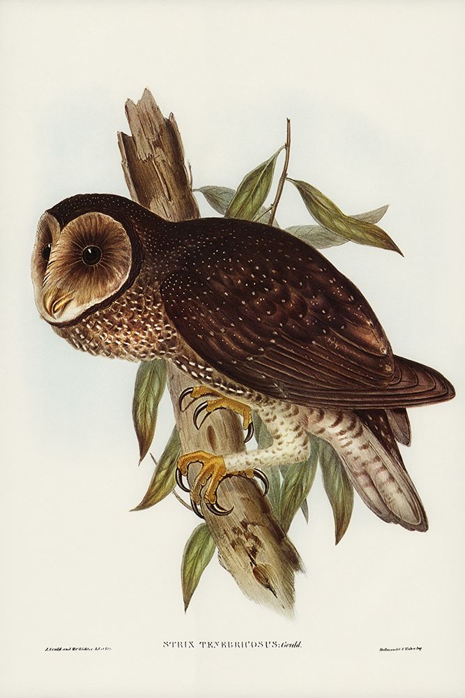 Sooty Owl-Strix tenebricosus art print by John Gould for $57.95 CAD