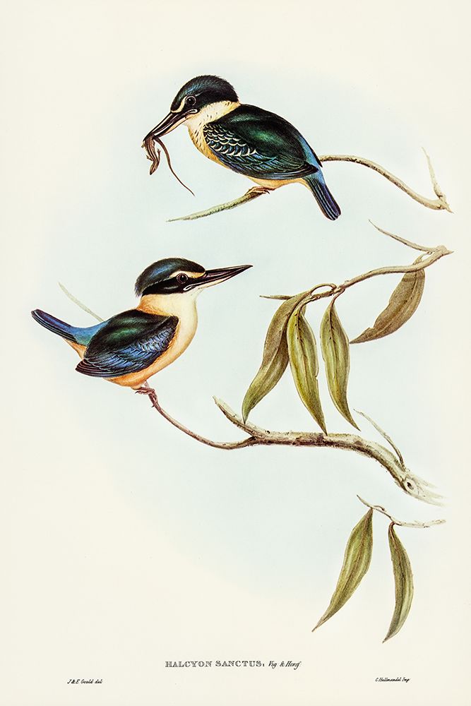 Sacred Halcyon-Halcyon sanctus art print by John Gould for $57.95 CAD