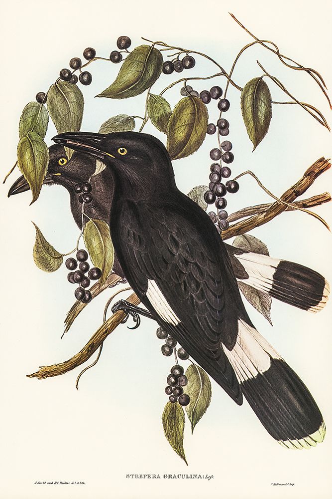 Great Crow-Shrike-Strepera graculina art print by John Gould for $57.95 CAD