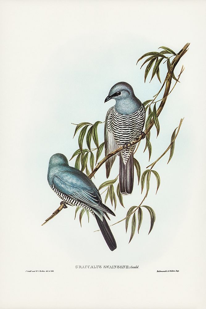 Swainsonâ€™s Graucalus-Graucalus Swainsonii art print by John Gould for $57.95 CAD