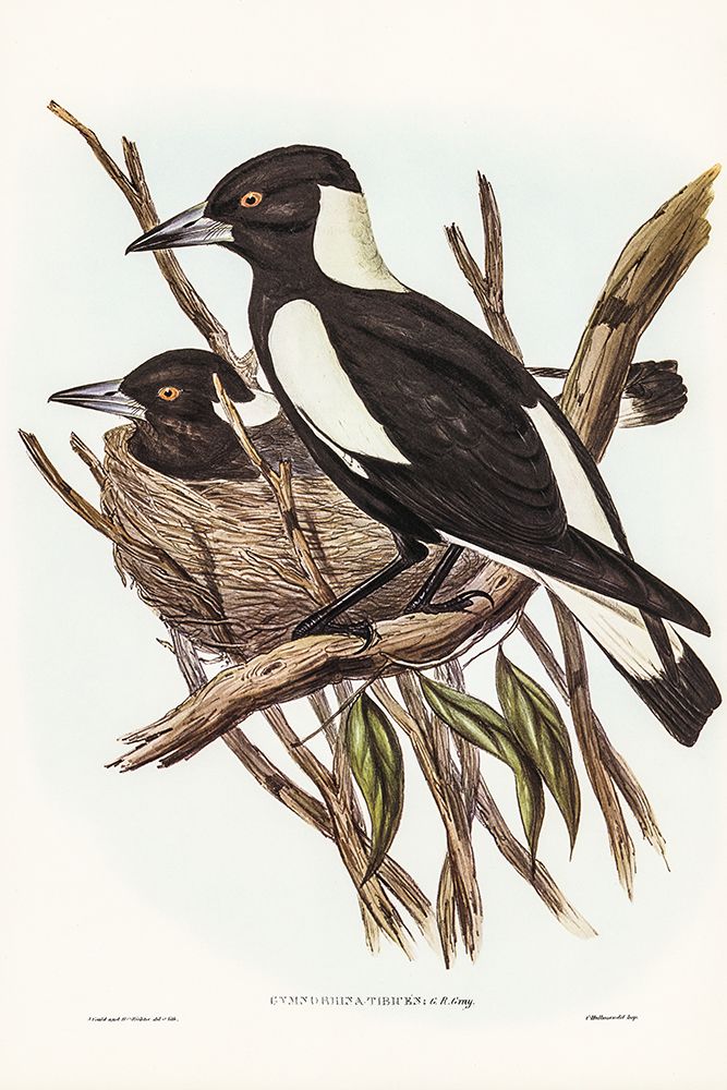 Piping Crow-Shrike-Gymnorhina Tibicen art print by John Gould for $57.95 CAD