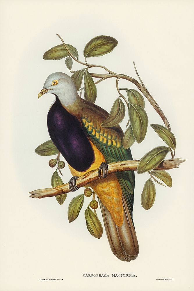Magnificent Fruit Pigeon-Carpophaga magnifica art print by John Gould for $57.95 CAD