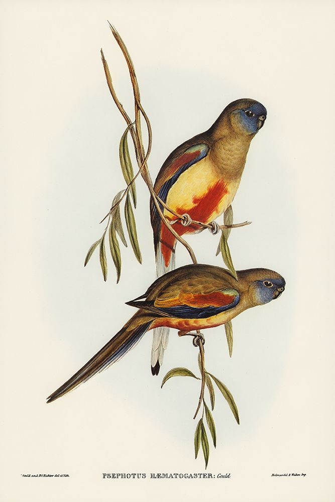 Crimson-bellied Parakeet-Psephotus haematogaster art print by John Gould for $57.95 CAD