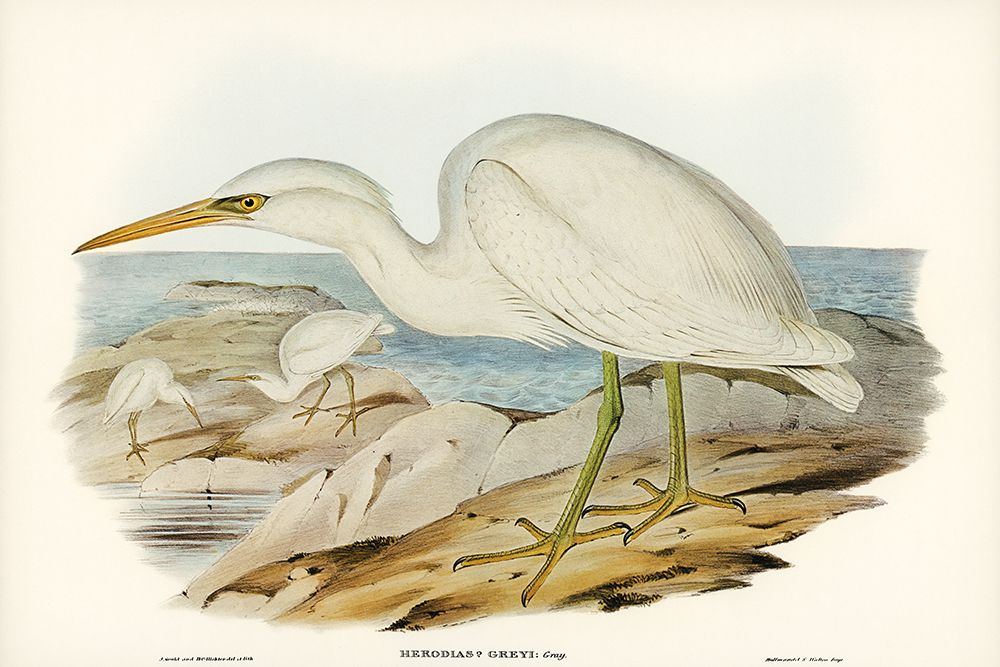 White Reef Heron-Herodias Greyi art print by John Gould for $57.95 CAD