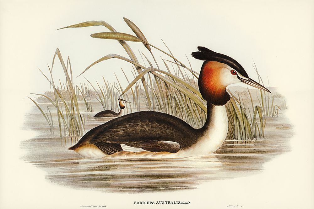 Australian Tippet Grabe-Podiceps Australis art print by John Gould for $57.95 CAD