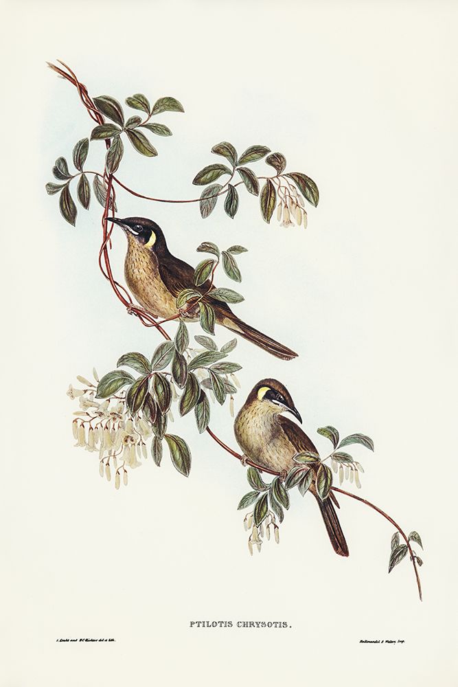 Singing Honey-eater-Ptilotis sonorus art print by John Gould for $57.95 CAD