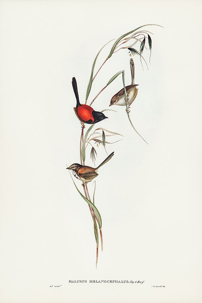 Black-headed Wren-Malurus melanocephalus art print by John Gould for $57.95 CAD