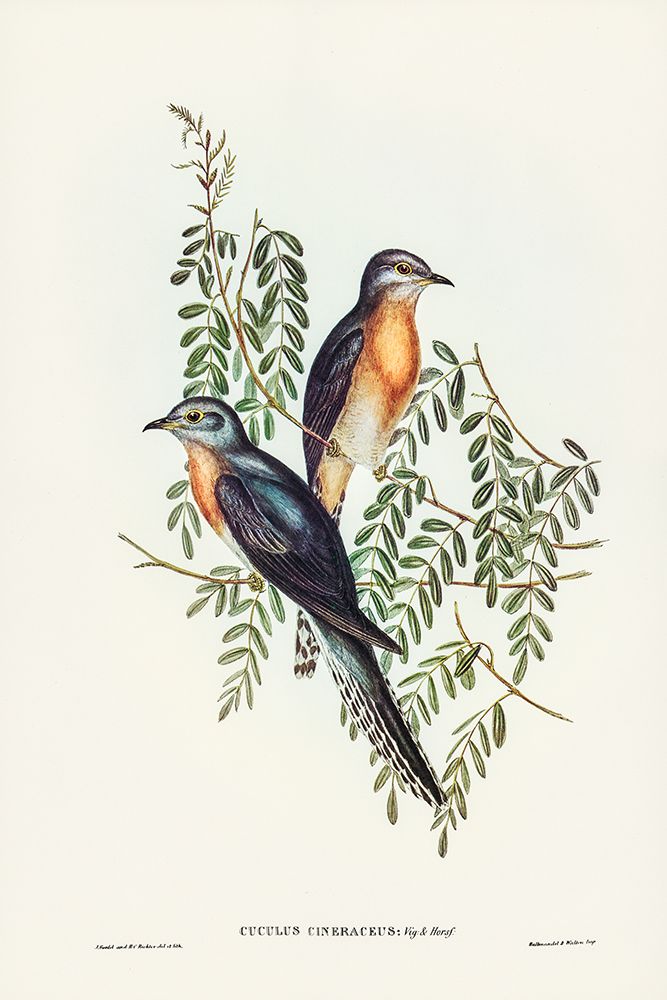 Ash-coloured Cuckoo-Cuculus cineraceus art print by John Gould for $57.95 CAD