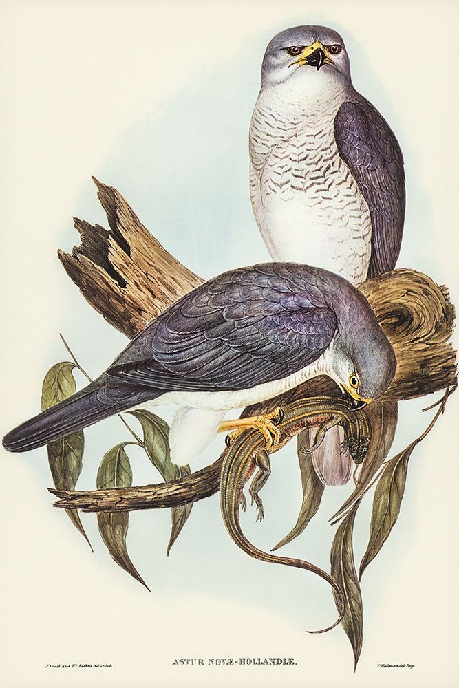 New Holland Goshawk-Astur Nova-Hollandix art print by John Gould for $57.95 CAD