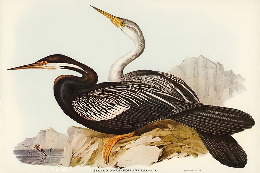New Holland Darter-Plotus Novae-Hollandiae art print by John Gould for $57.95 CAD