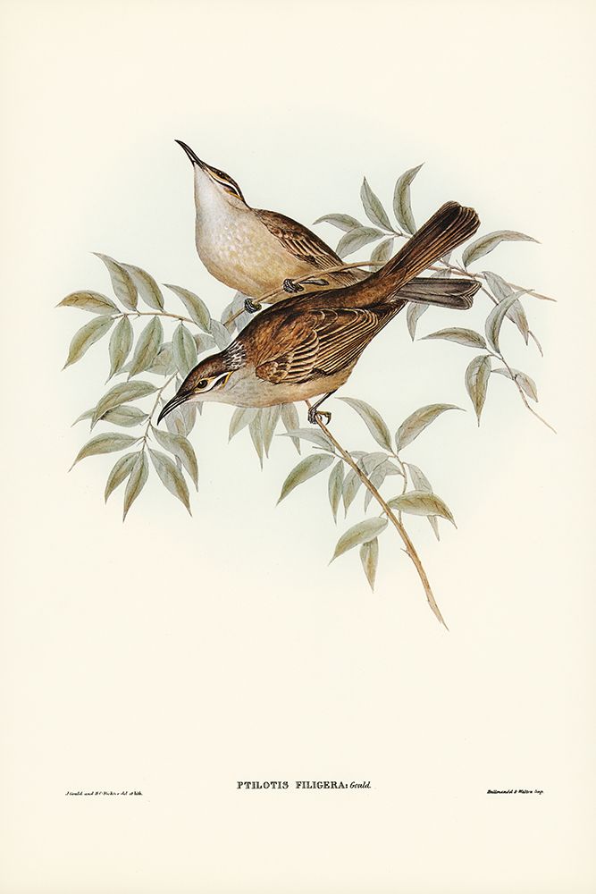 Streaked Honey-eater-Ptilotis filigera art print by John Gould for $57.95 CAD