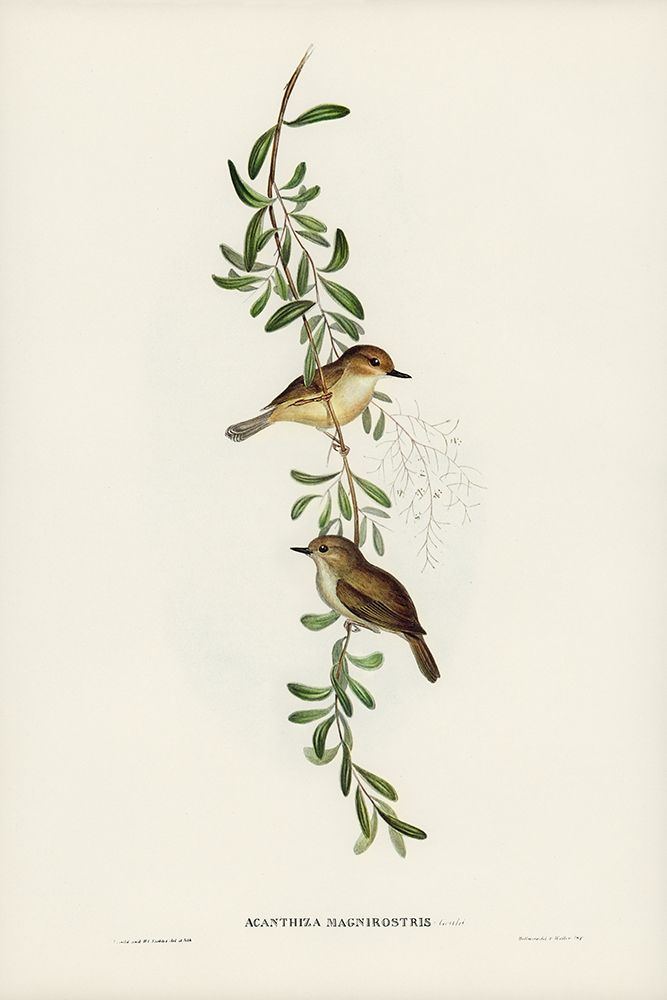 Large-billed Sericornis-Sericornis magnirostris art print by John Gould for $57.95 CAD