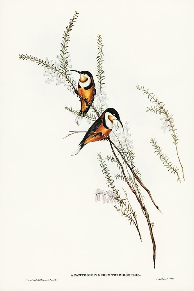 Slender-billed Spine-bill-Acanthorhynchus tenuirostris art print by John Gould for $57.95 CAD