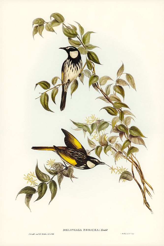 White-cheeked Honey-eater-Meliphaga sericea art print by John Gould for $57.95 CAD