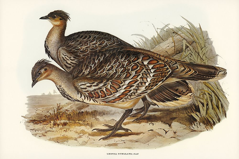 Ocellated Leipoa-Leipoa ocellata art print by John Gould for $57.95 CAD