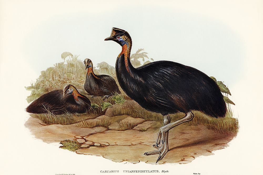One-carunculated Cassowary-Casuarius uniappendiculatus art print by John Gould for $57.95 CAD