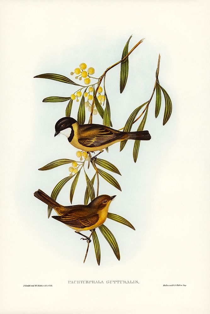 Guttural Pachycephala-Pachycephala gutturalis art print by John Gould for $57.95 CAD