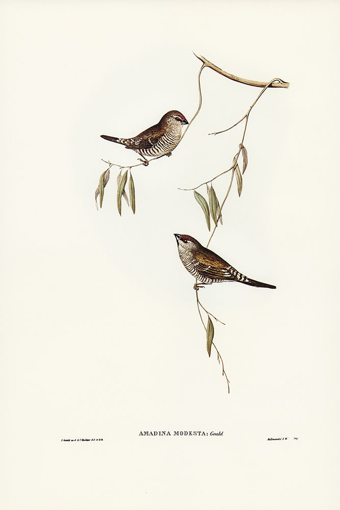 Plain-coloured Finch-Amadina modesta art print by John Gould for $57.95 CAD