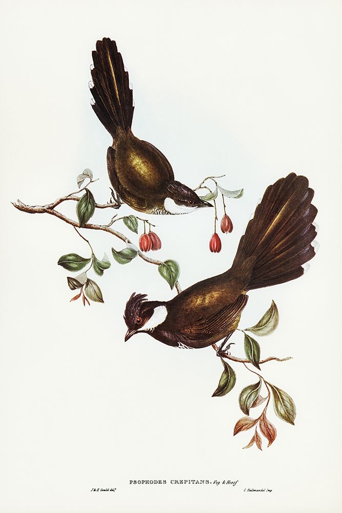 Coach-whip Bird-Psophodes crepitans art print by John Gould for $57.95 CAD