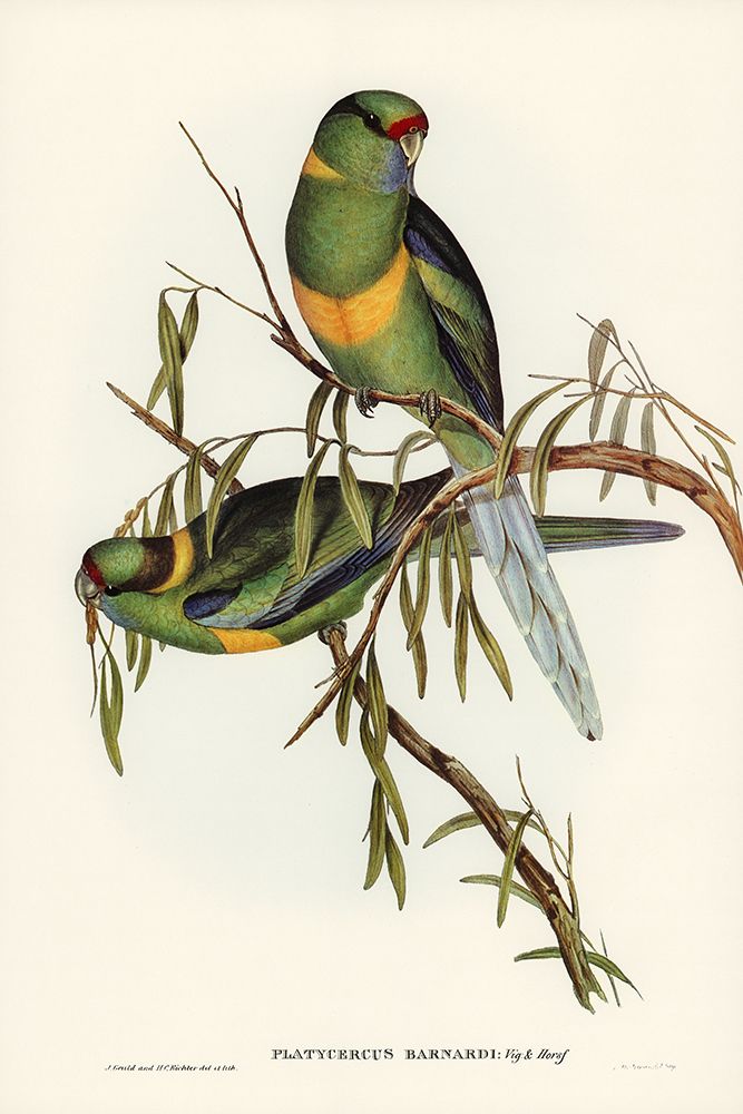 Black-tailed Parakeet-Polytelis melanura art print by John Gould for $57.95 CAD