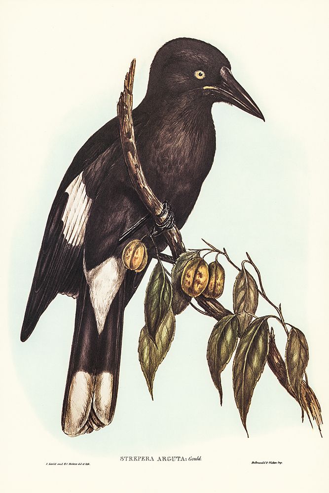 Hill Crow-Shrike-Strepera argot art print by John Gould for $57.95 CAD