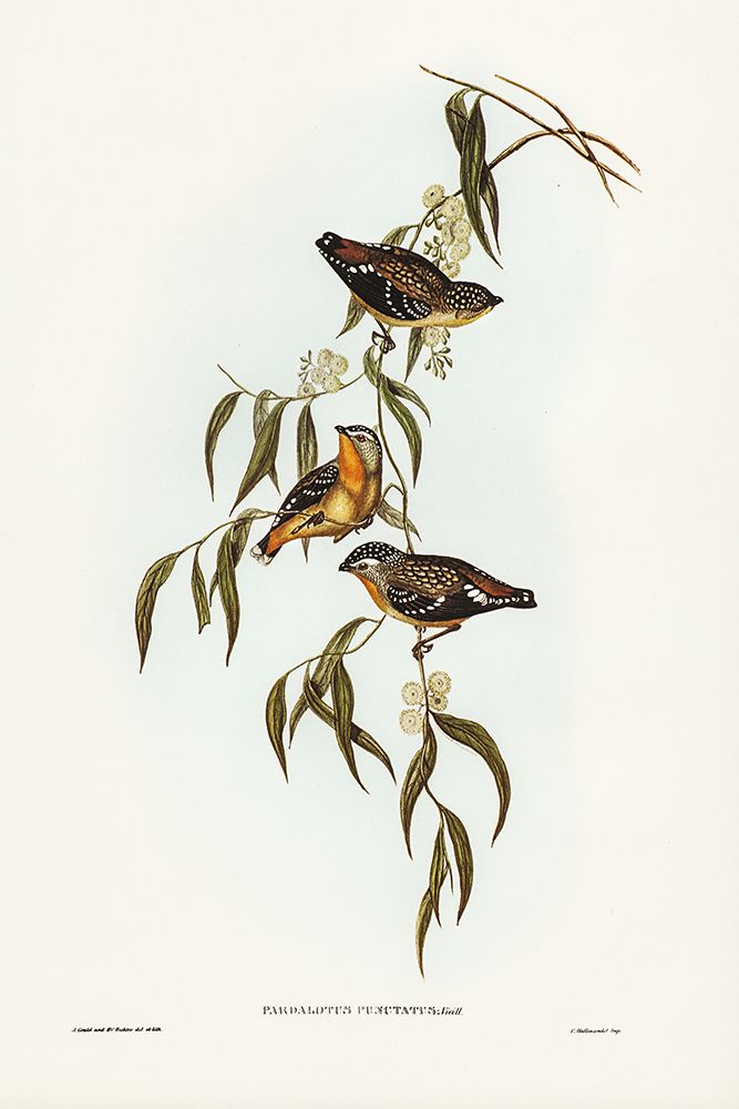 Spotted Pardalote-Pardalotus punctatus art print by John Gould for $57.95 CAD