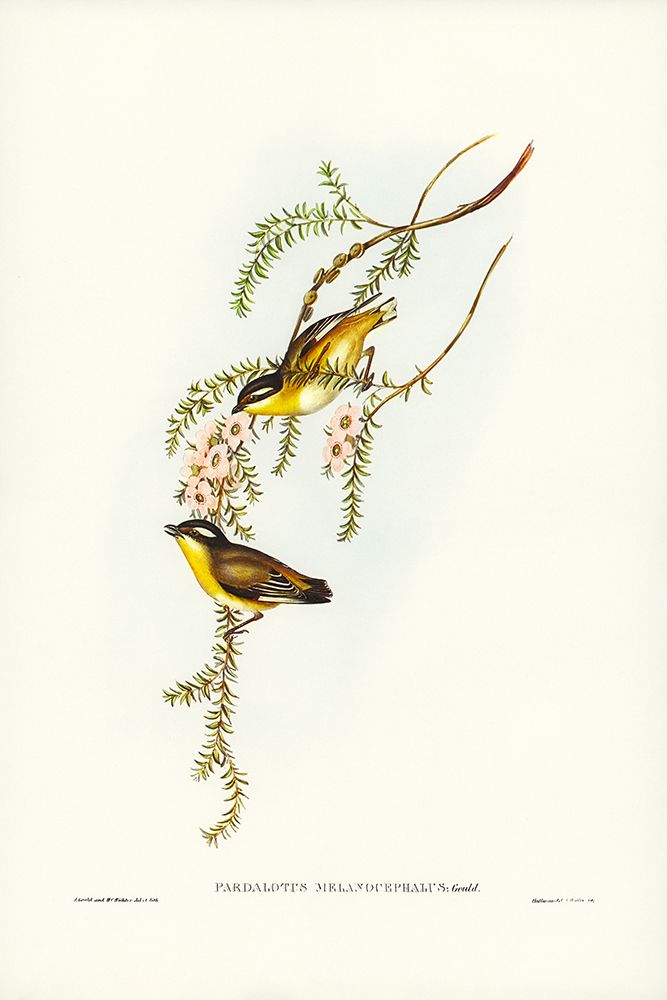 Black-headed Pardalote-Pardalotus melanocephalus art print by John Gould for $57.95 CAD