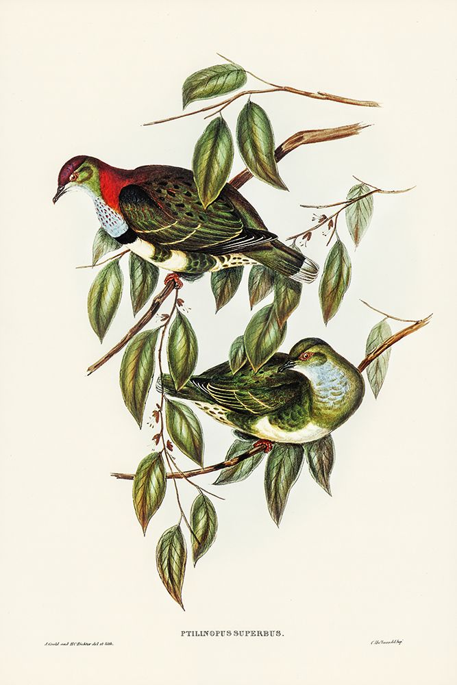 Superb Fruit Pigeon-Ptilinopus superbus art print by John Gould for $57.95 CAD