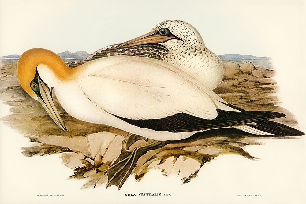 Australian Gannet-Sula Australis art print by John Gould for $57.95 CAD