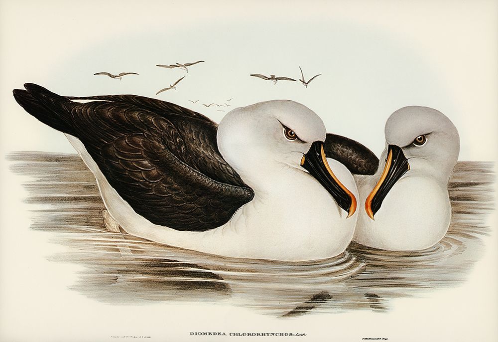 Yellow-billed Albatros-Diomedea chlororhynchos art print by John Gould for $57.95 CAD