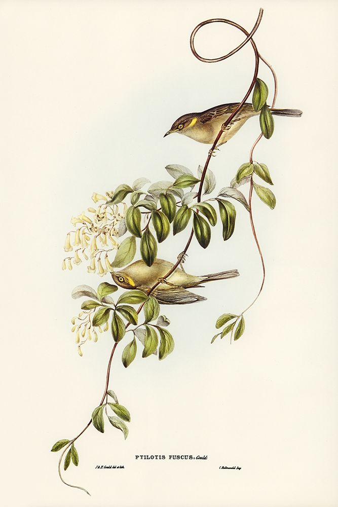 Fuscous Honey-eater-Ptilotis fusca art print by John Gould for $57.95 CAD